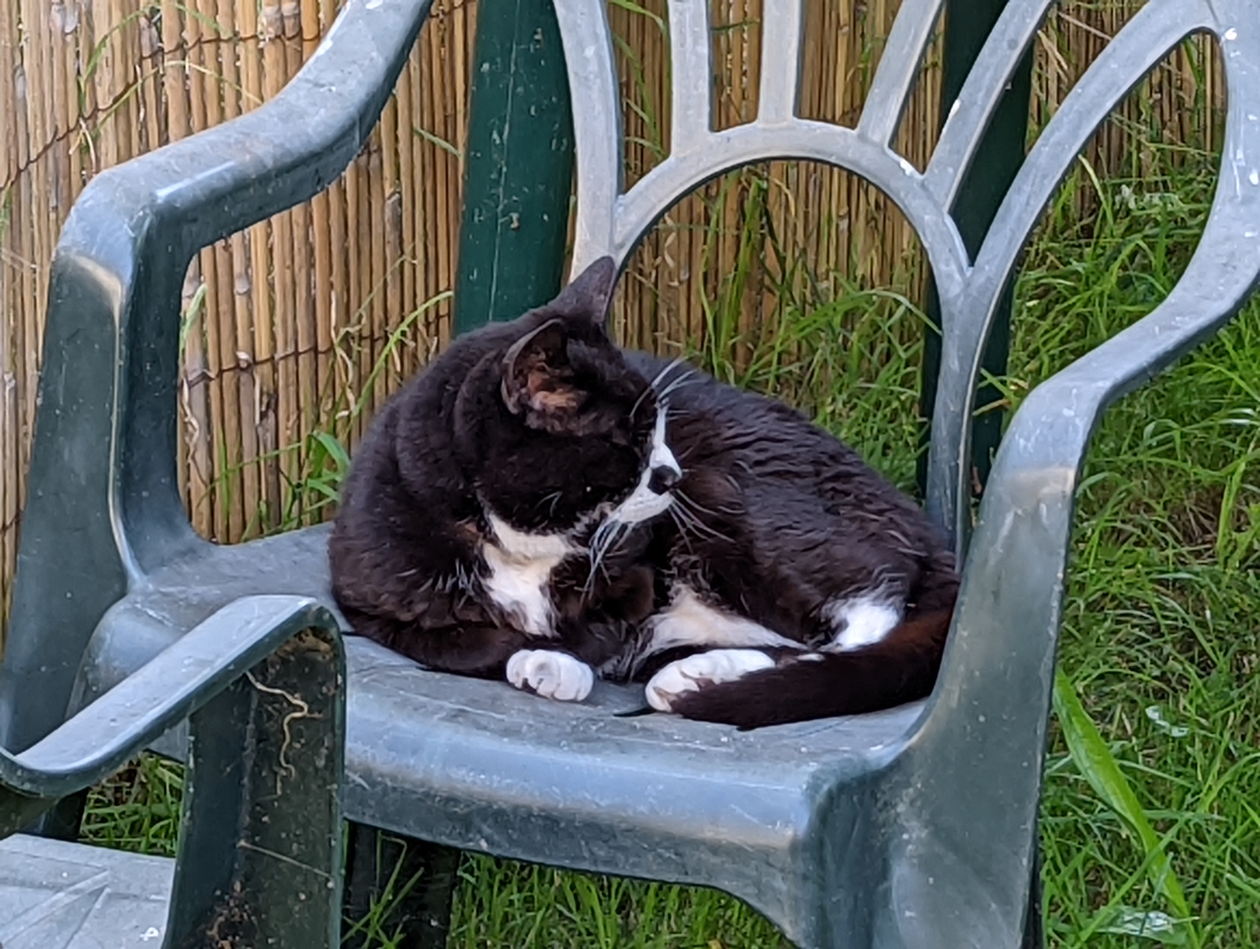 A tuxedo cat curled up on a lawn chair.